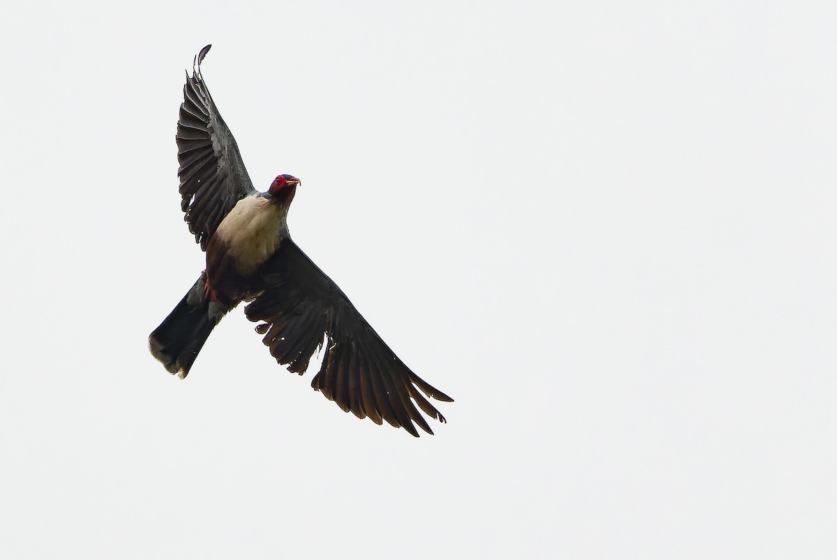 Papuan Mountain-Pigeon - ML616579075