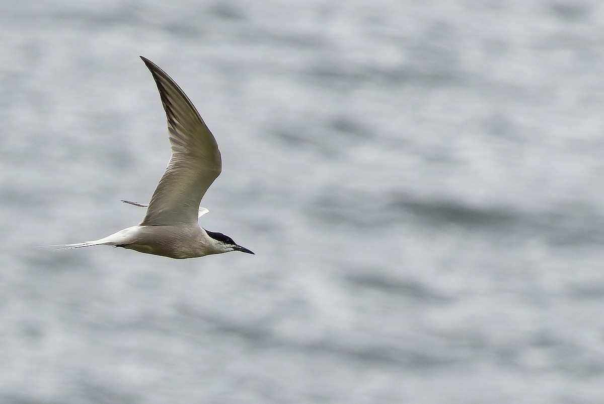 Common Tern (longipennis) - ML616579100