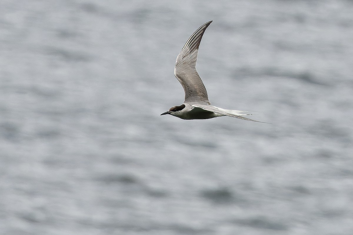 Common Tern (longipennis) - ML616579103