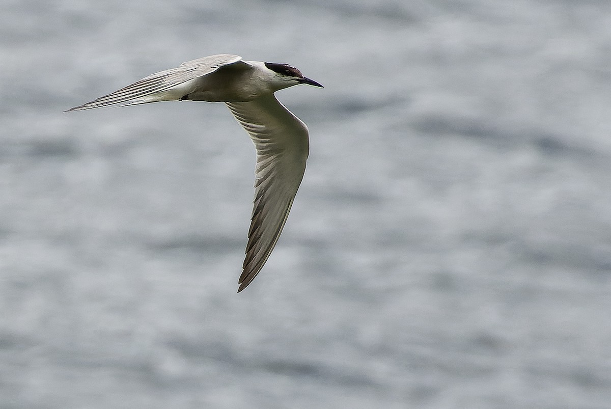 Common Tern (longipennis) - ML616579104