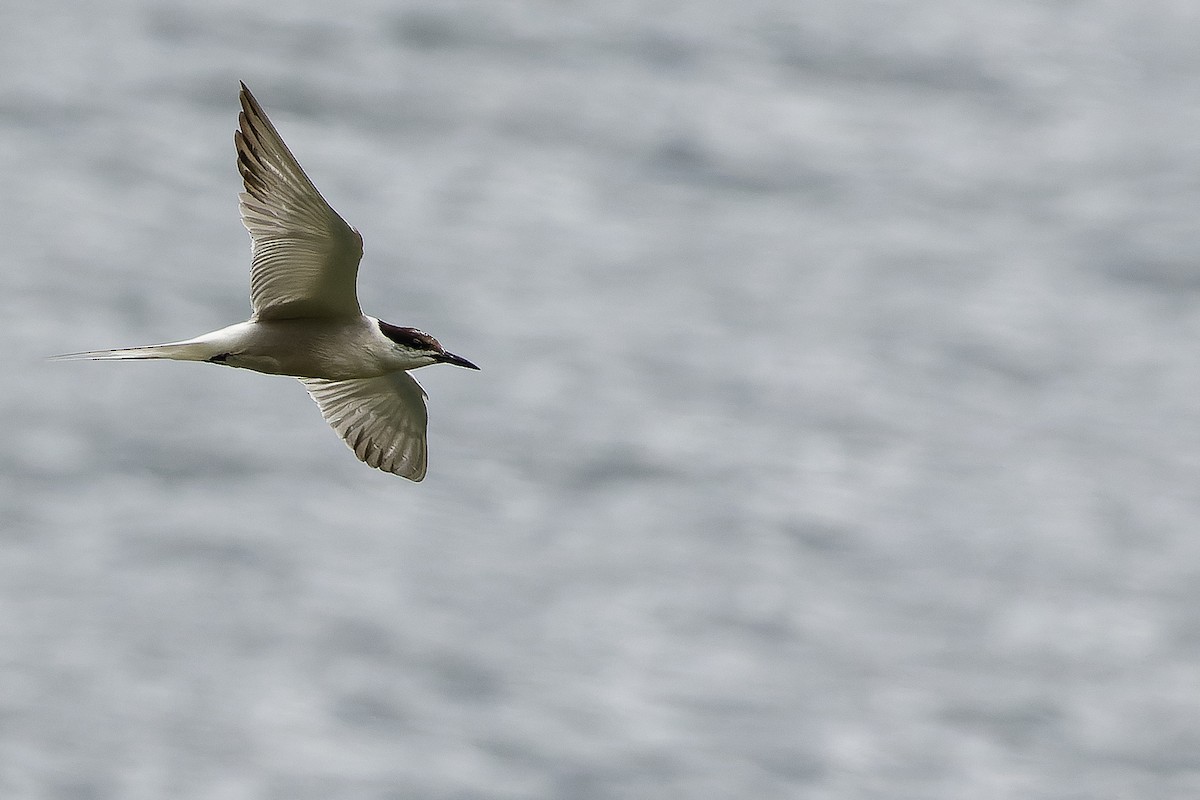 Common Tern (longipennis) - ML616579109
