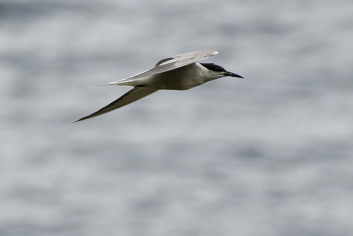 Common Tern (longipennis) - ML616579110