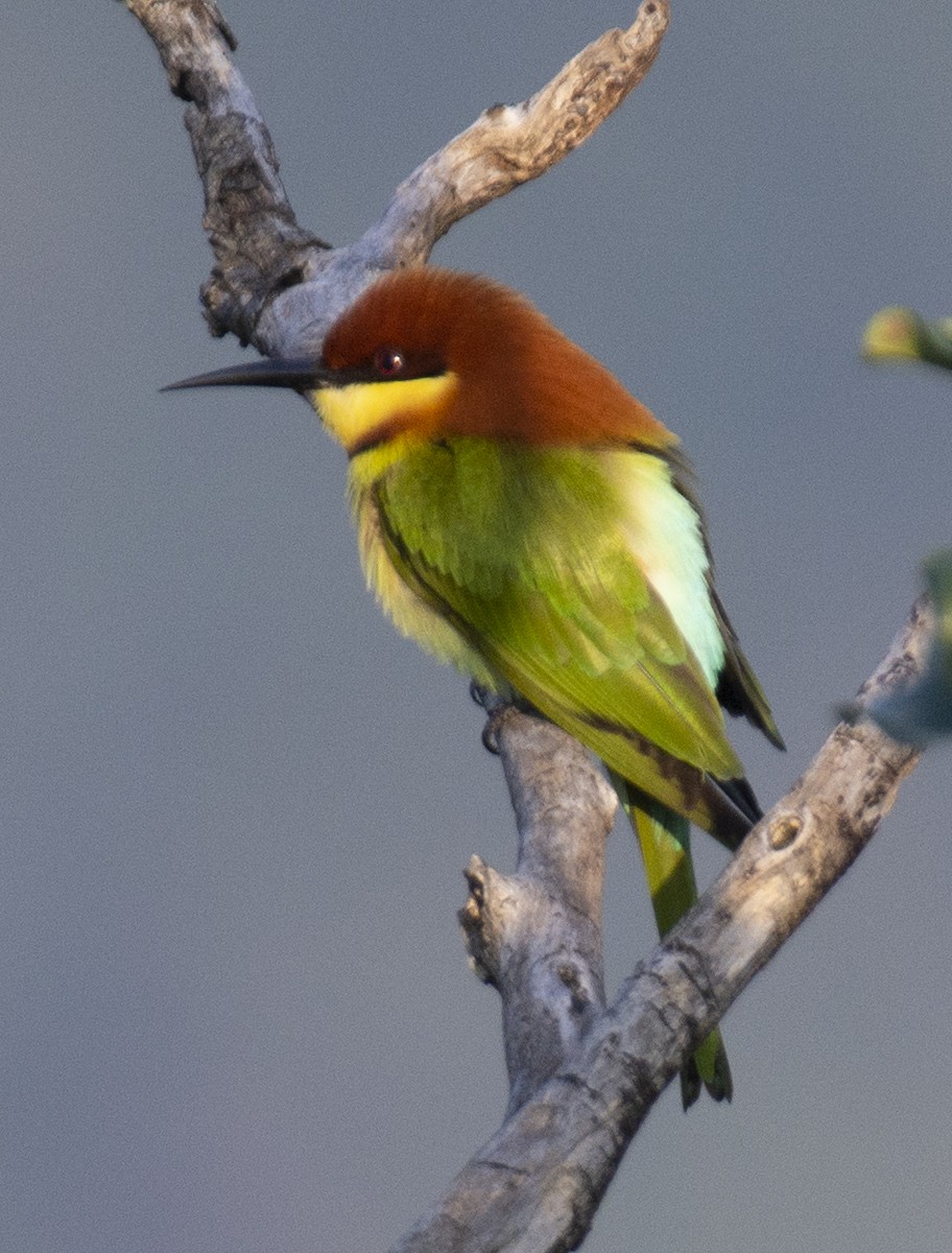Chestnut-headed Bee-eater - sreekanth c
