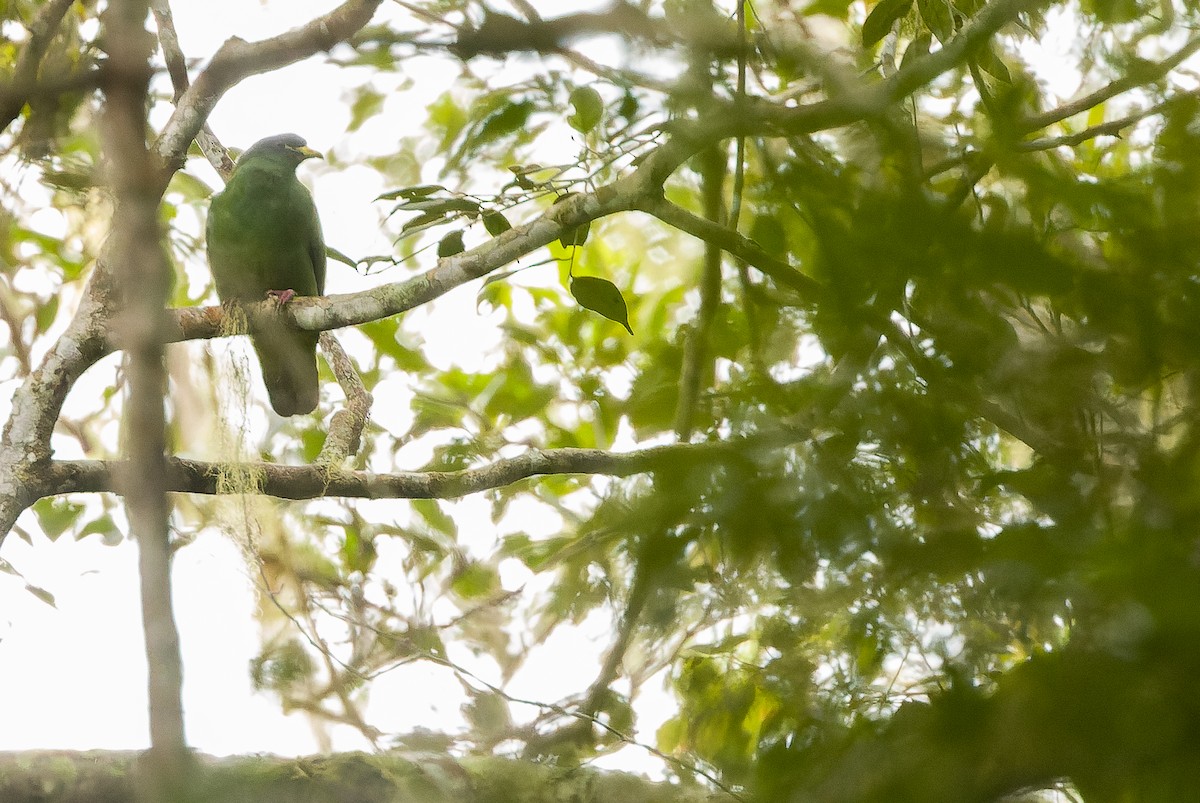 White-breasted Fruit-Dove - ML616579221