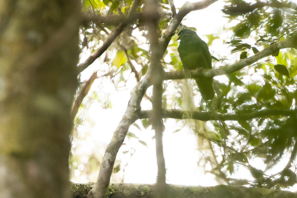 White-breasted Fruit-Dove - ML616579222