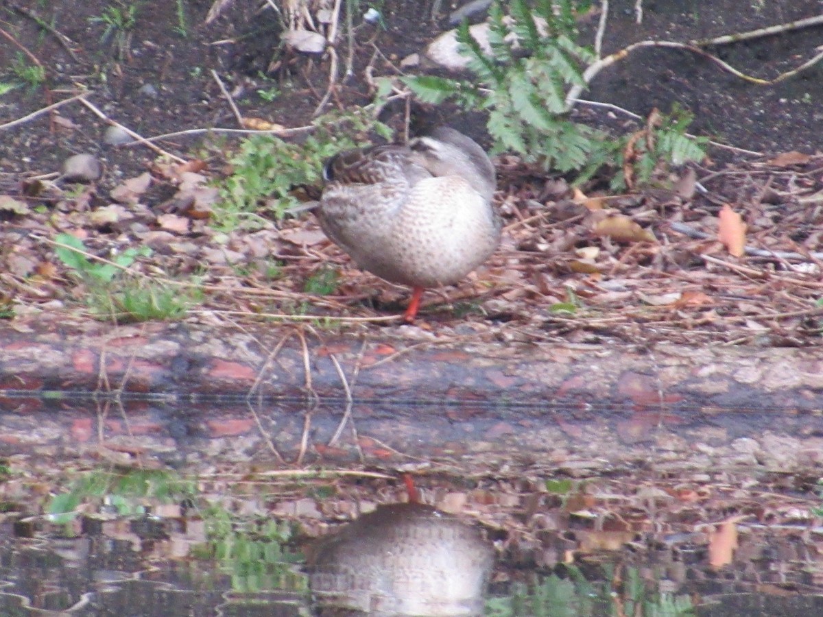 Eastern Spot-billed Duck - ML616579242
