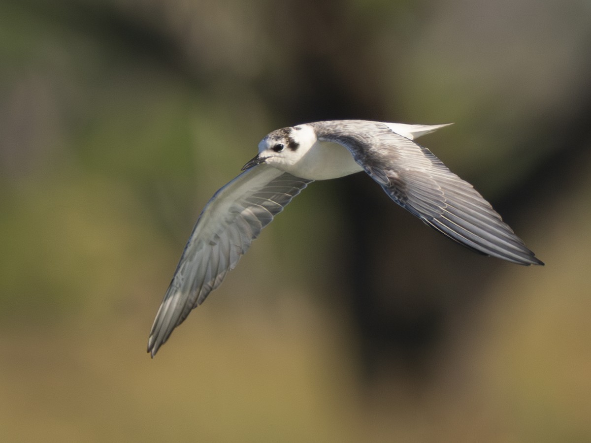 White-winged Tern - Abraham Hernández