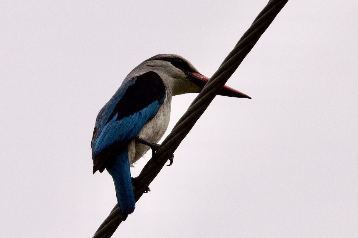 Woodland Kingfisher - John Bruin