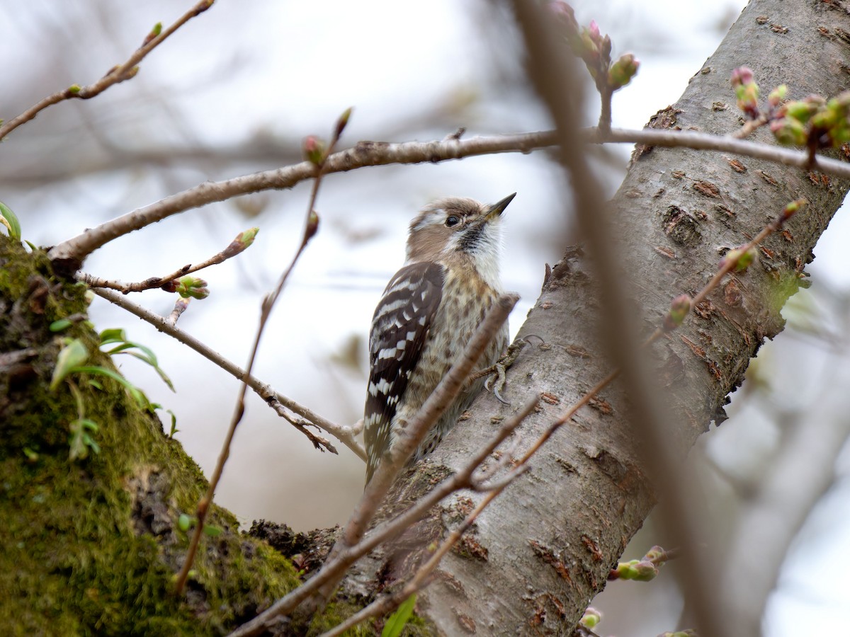 Japanese Pygmy Woodpecker - s maekawa