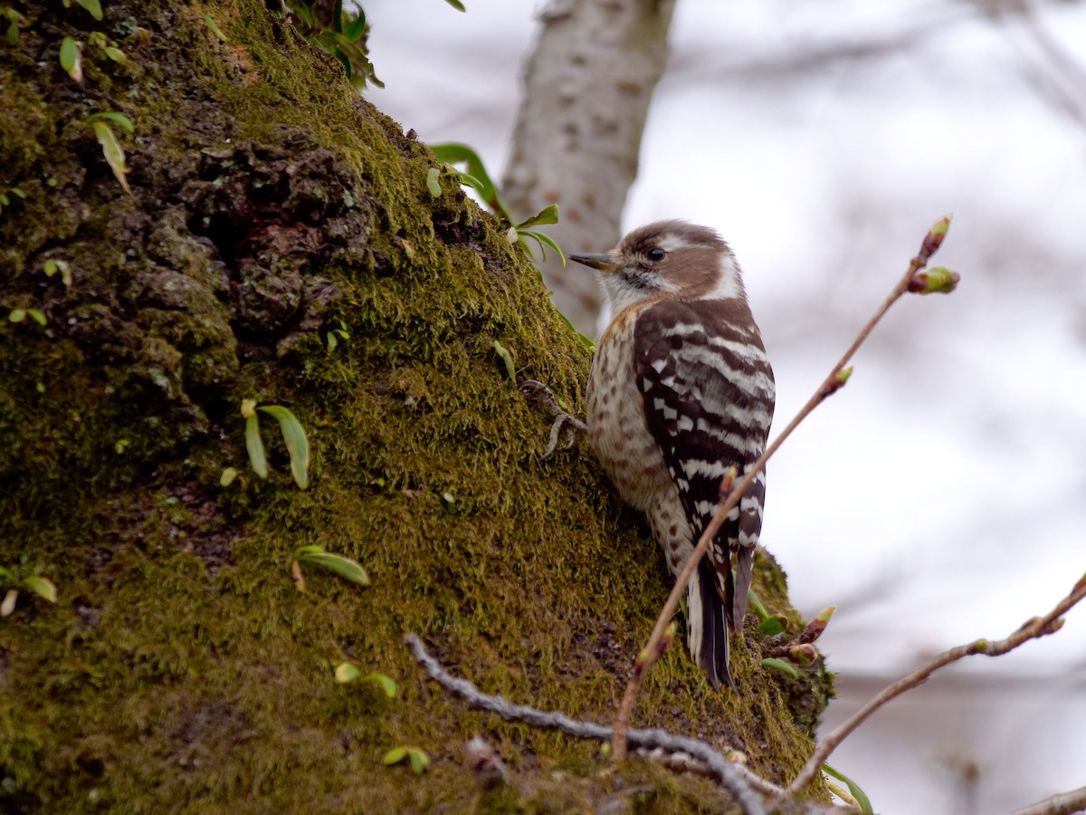 Japanese Pygmy Woodpecker - s maekawa