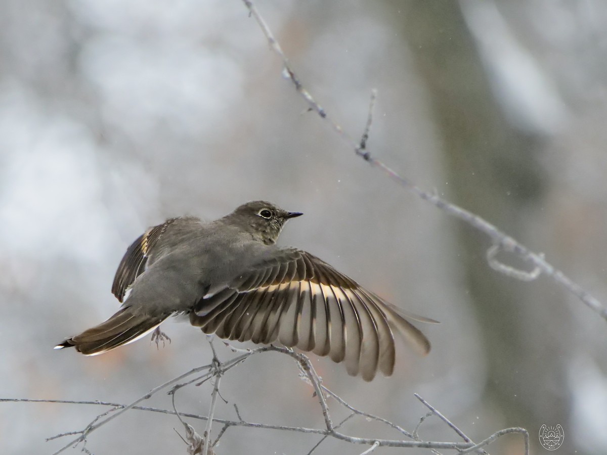 Townsend's Solitaire - ML616579312