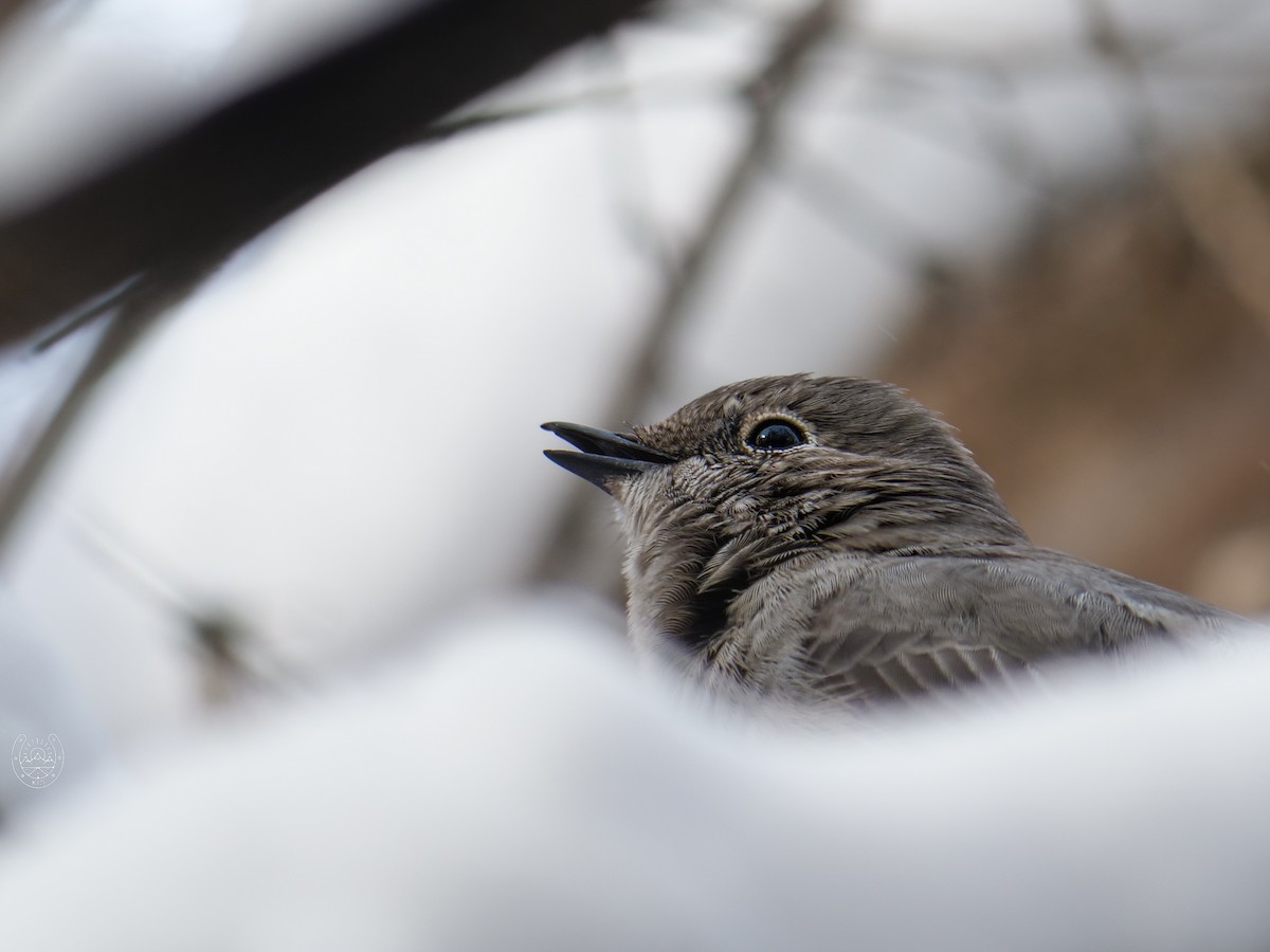 Townsend's Solitaire - ML616579313