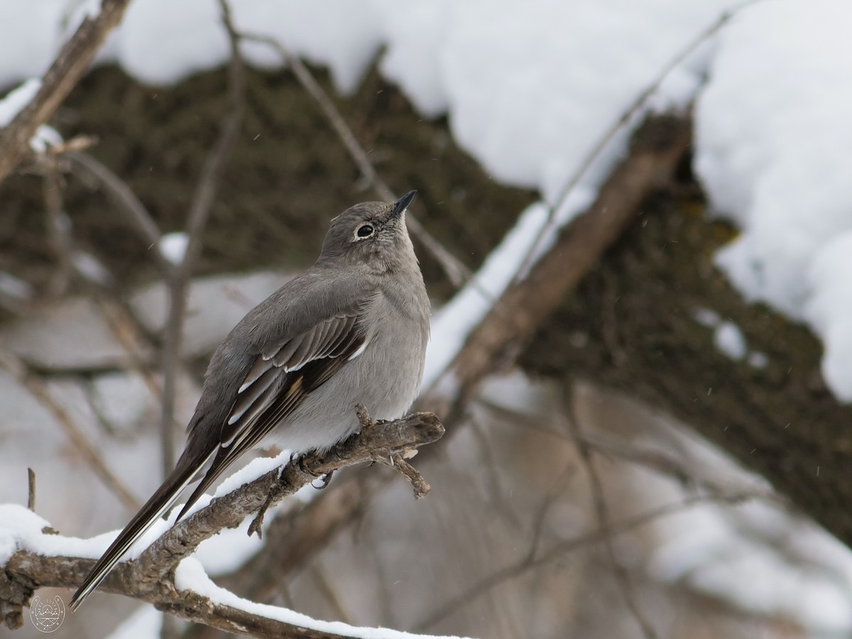 Townsend's Solitaire - ML616579314