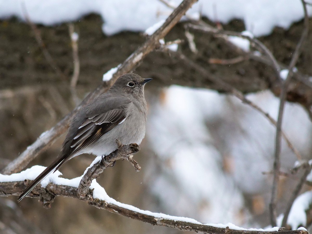 Townsend's Solitaire - ML616579315