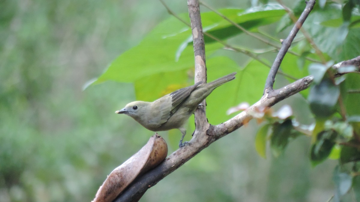 Palm Tanager - ML616579323
