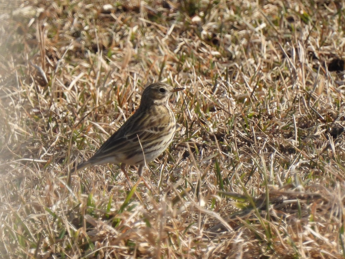 Meadow Pipit - ML616579342