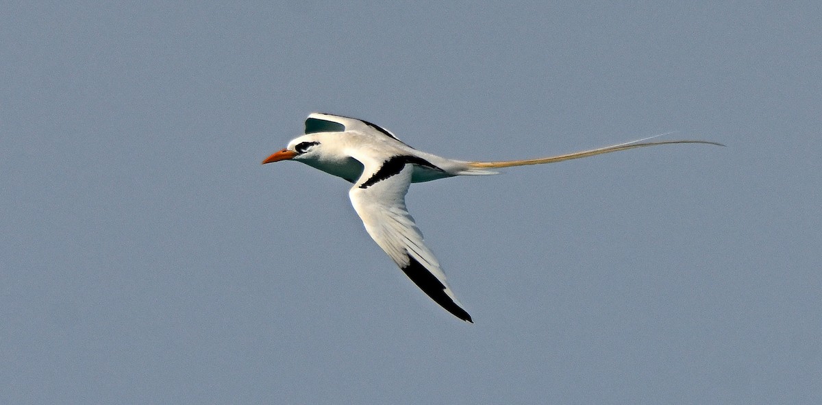 White-tailed Tropicbird - Herb Marshall