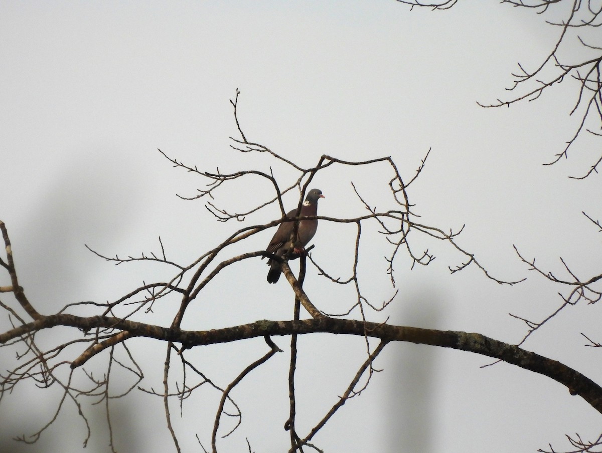 Common Wood-Pigeon - Amaranta Adojaan