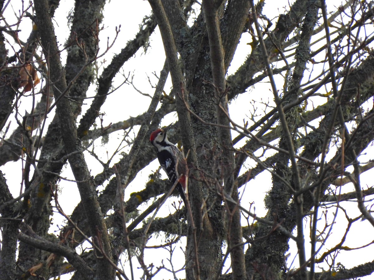White-backed Woodpecker - ML616579426