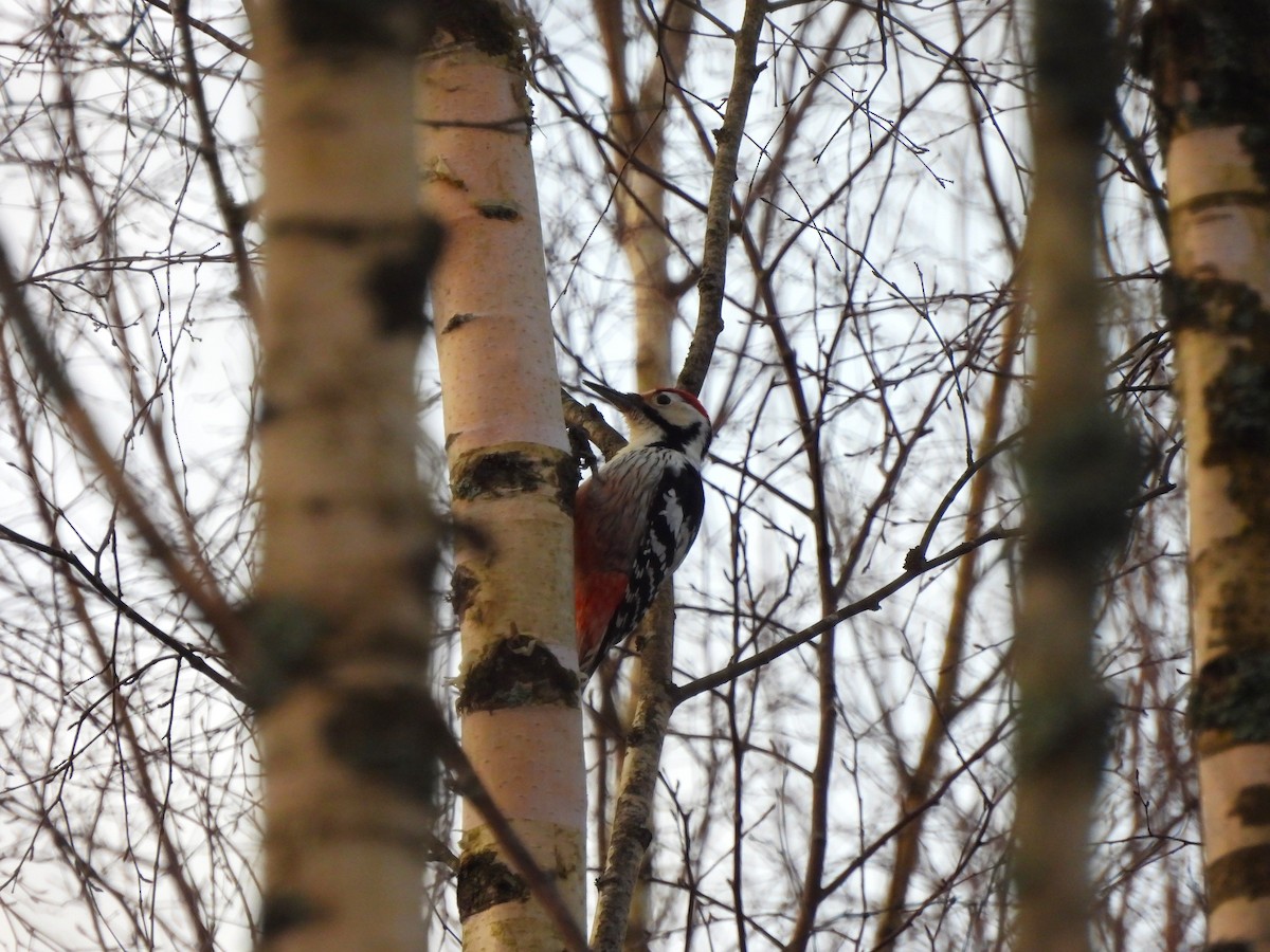 White-backed Woodpecker - ML616579427