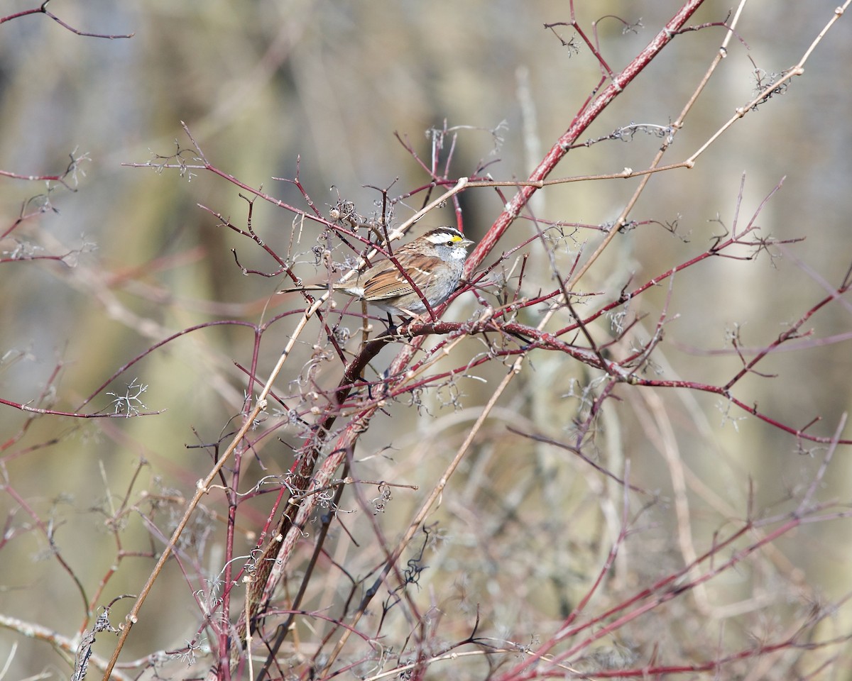 White-throated Sparrow - Jon Cefus