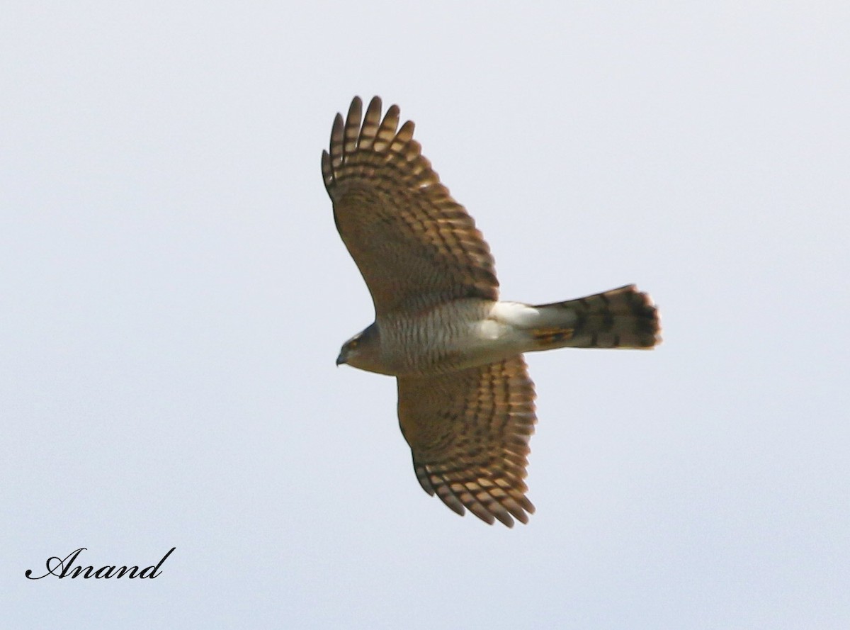 Eurasian Sparrowhawk - ML616579469