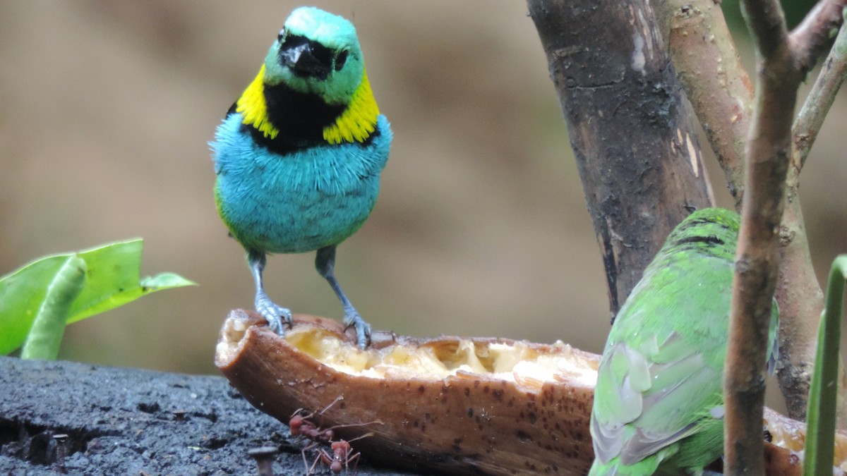 Green-headed Tanager - ML616579484