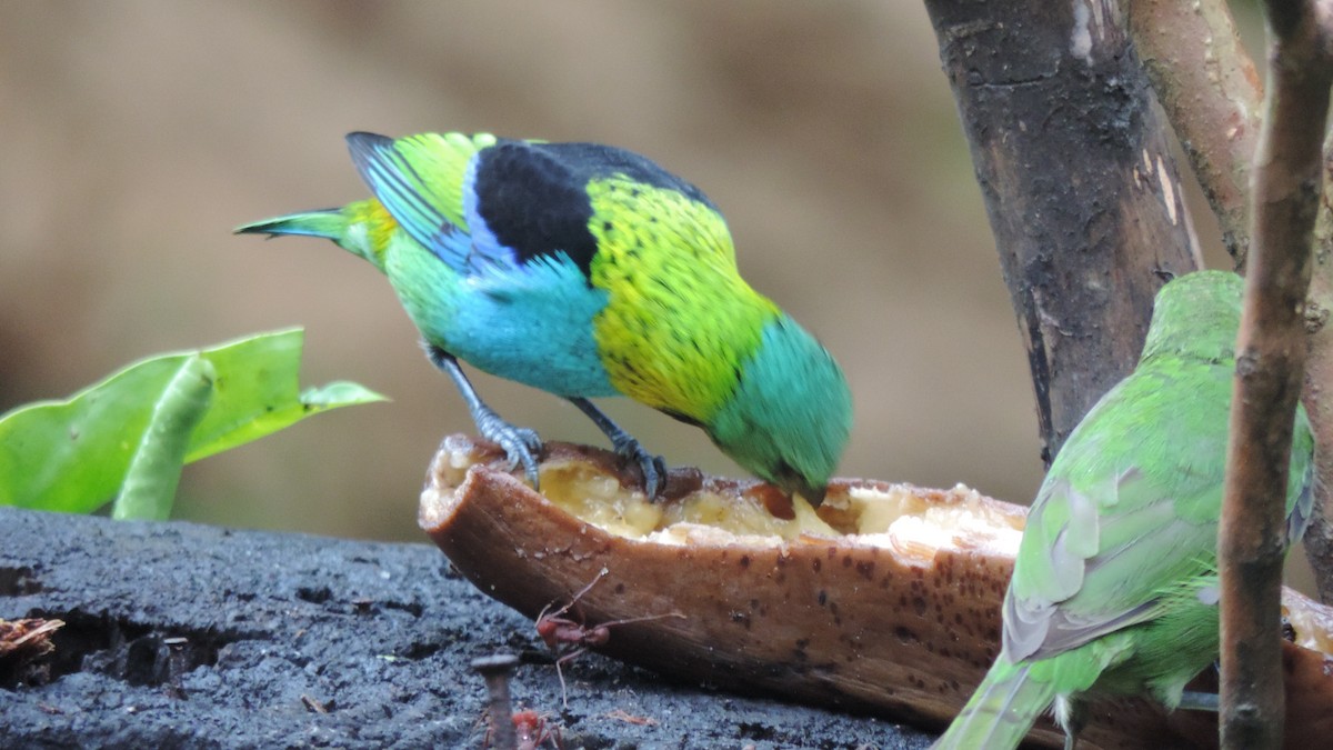 Green-headed Tanager - ML616579509