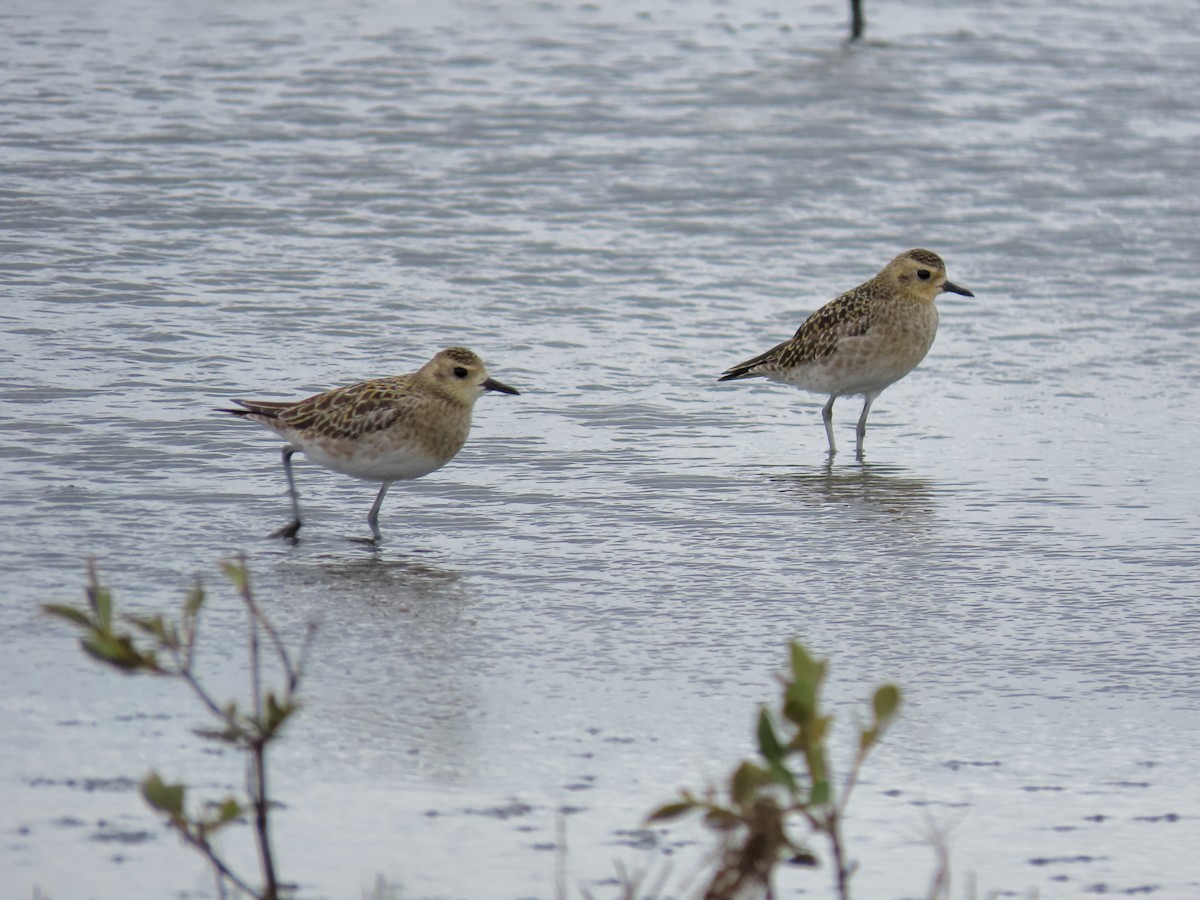 Pacific Golden-Plover - Rolo Rodsey