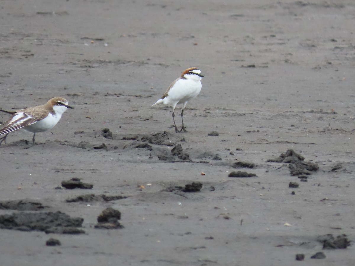 Red-capped Plover - Rolo Rodsey
