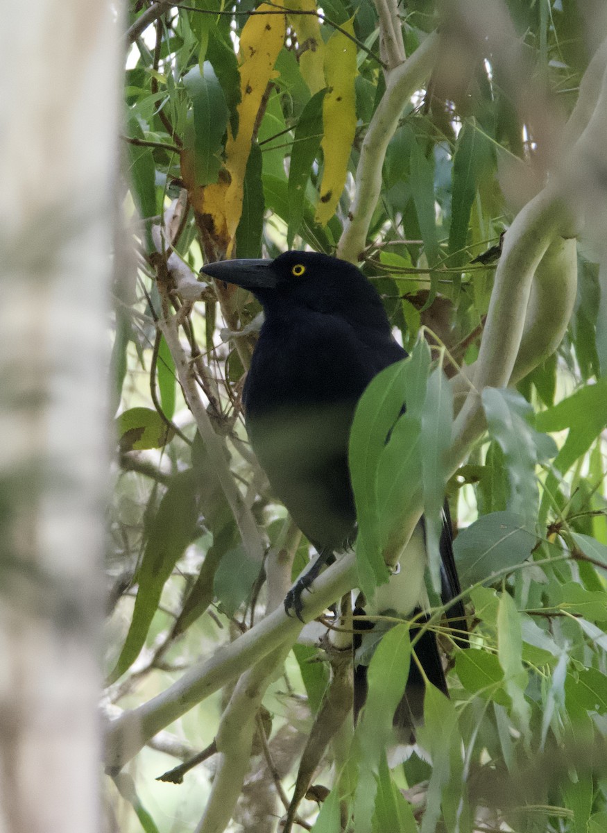 Pied Currawong - ML616579593
