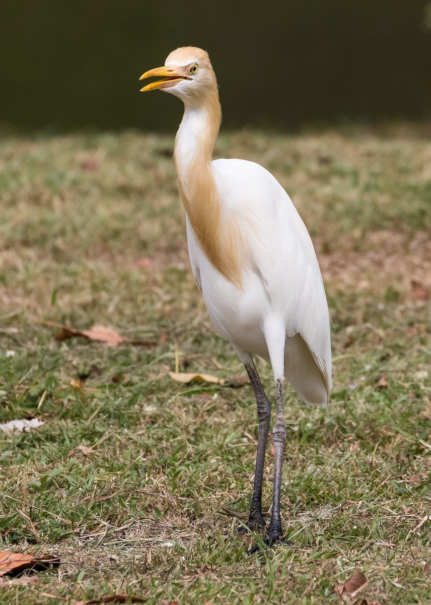 Eastern Cattle Egret - John le Rond