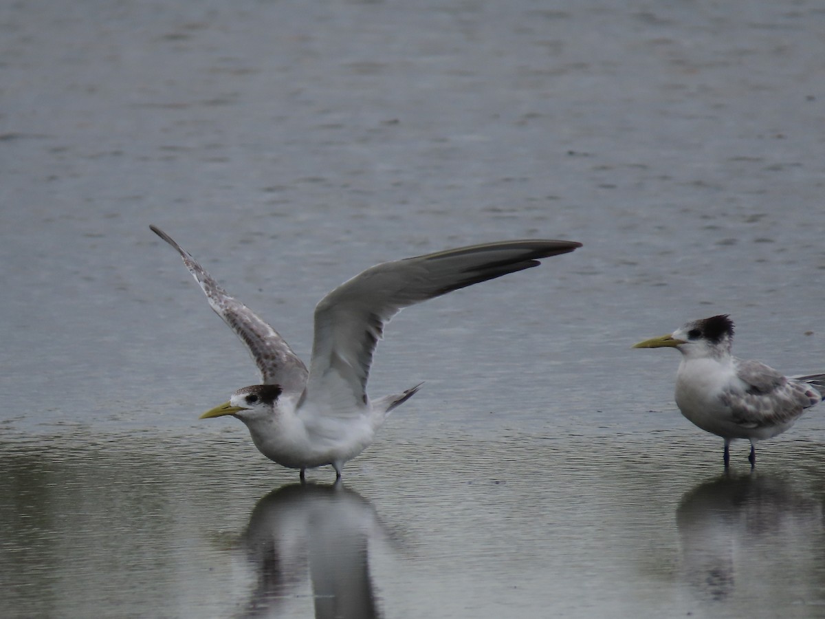 Great Crested Tern - ML616579598