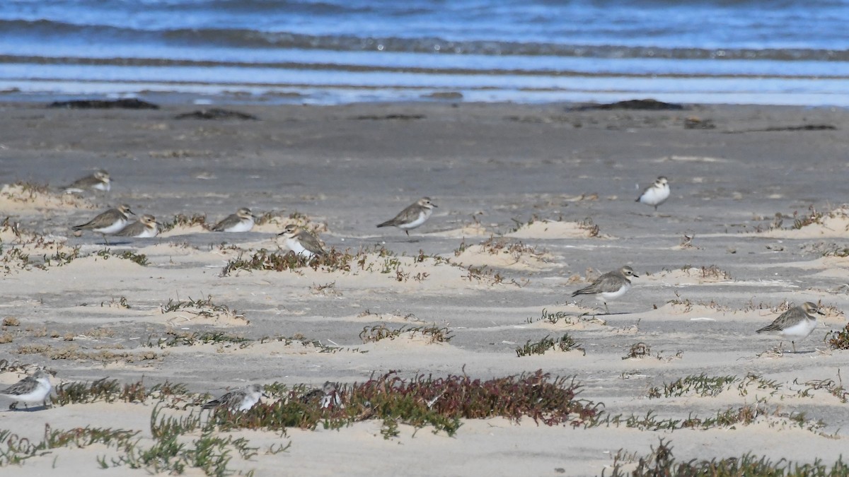 Double-banded Plover - Michael Louey