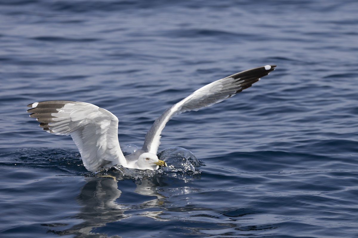 Lesser Black-backed Gull (Heuglin's) - Delfin Gonzalez