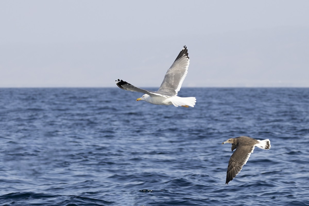 Lesser Black-backed Gull (Steppe) - Delfin Gonzalez