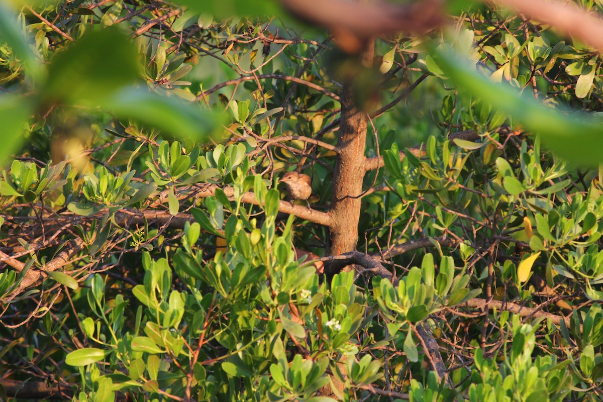 Lesser Swamp Warbler - Marsh Alphonso