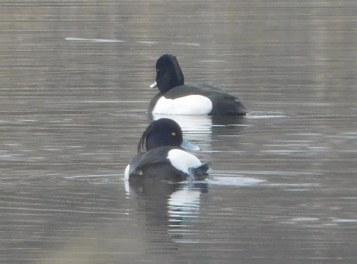 Tufted Duck - ML616579663