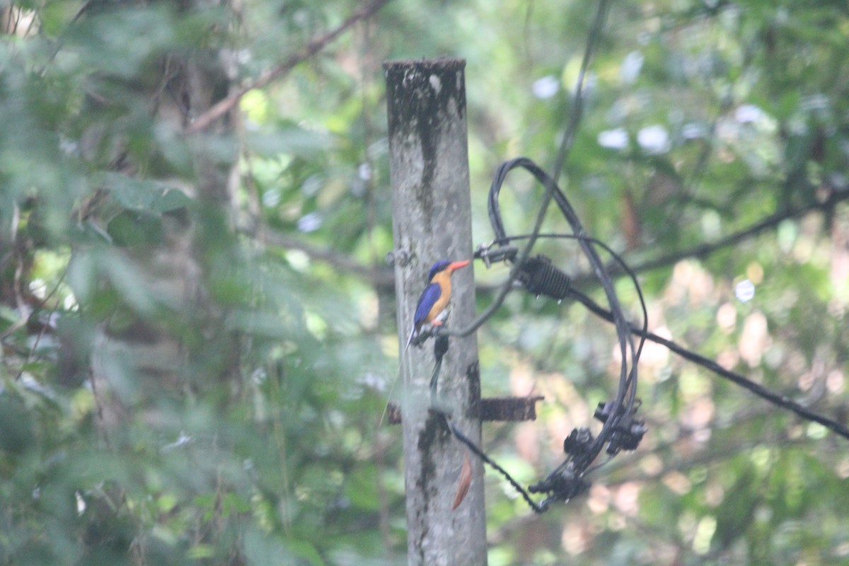 Buff-breasted Paradise-Kingfisher - ML616579701