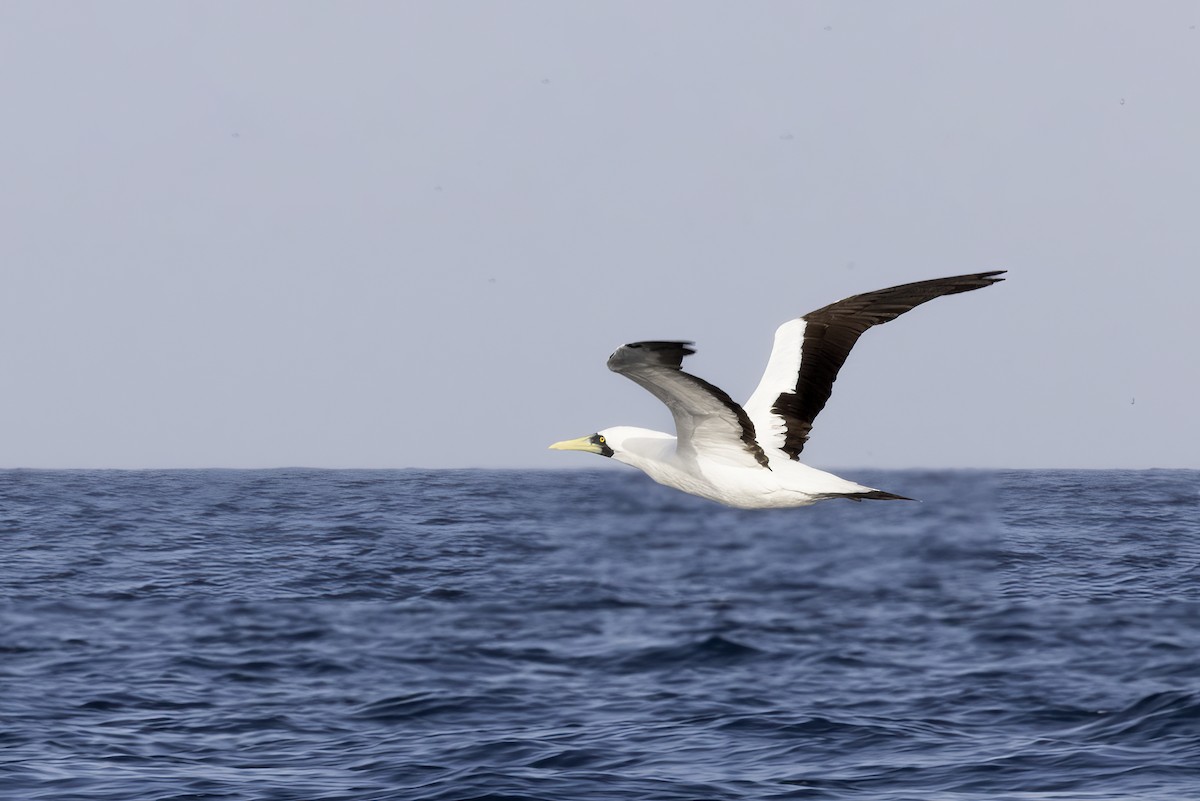 Masked Booby - ML616579777