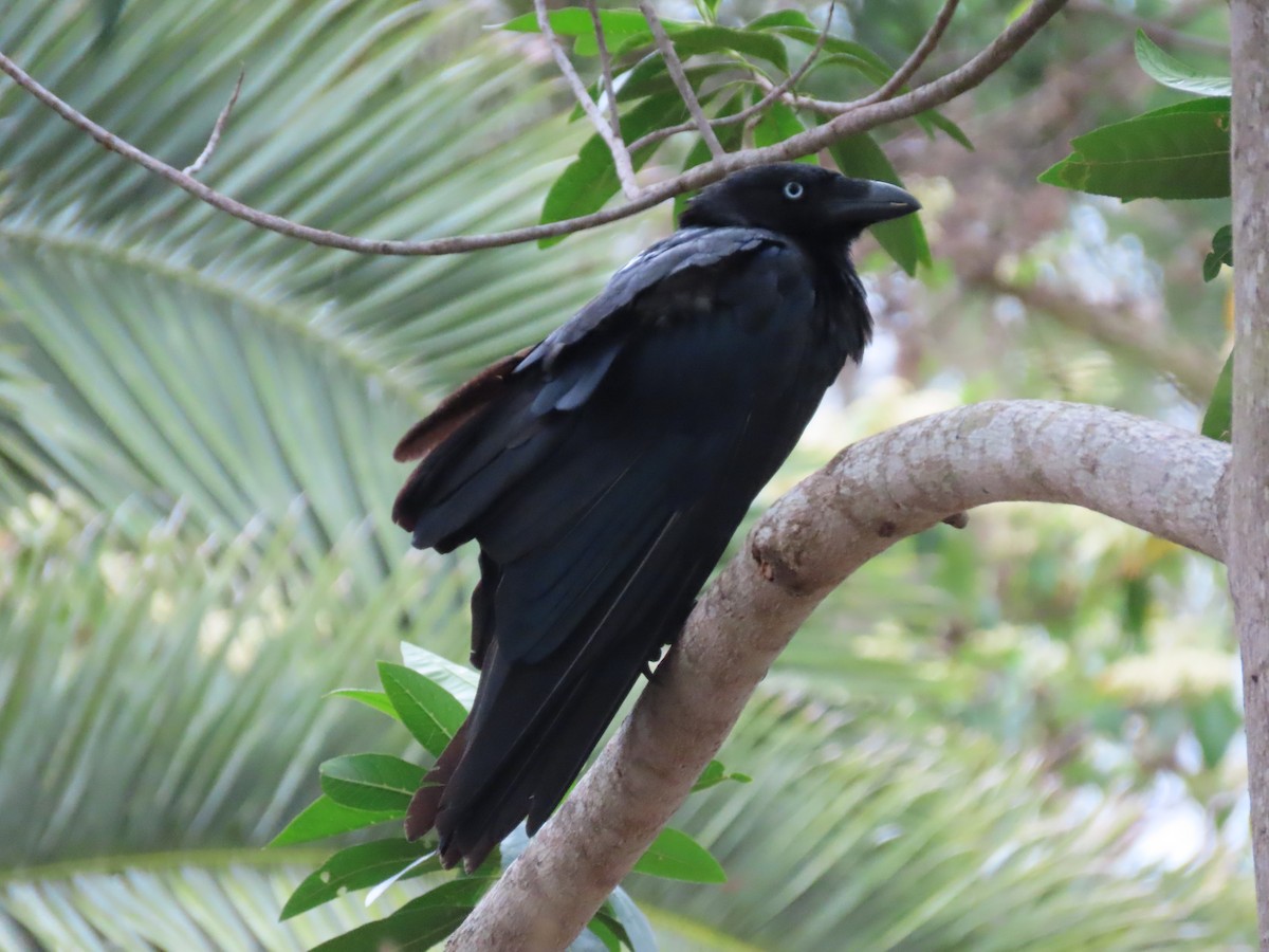 Torresian Crow - ML616579789