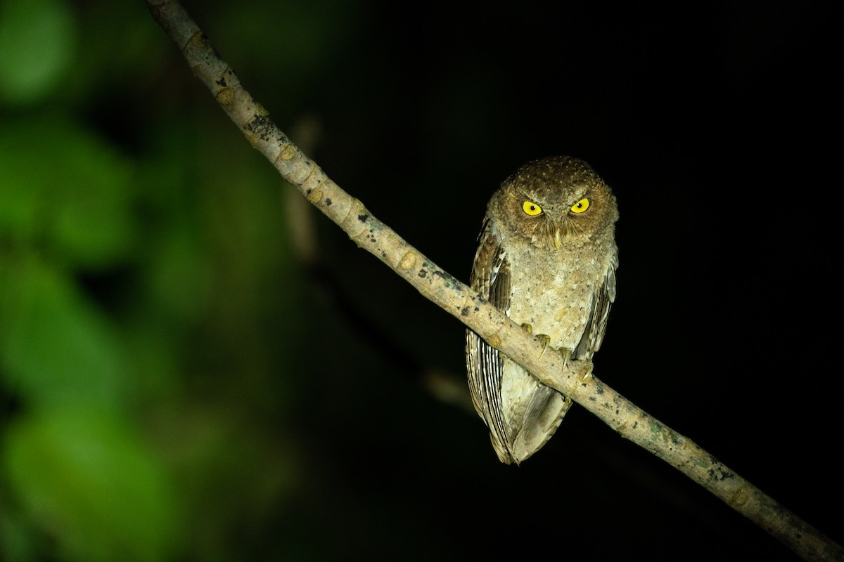 Andaman Scops-Owl - ML616579860