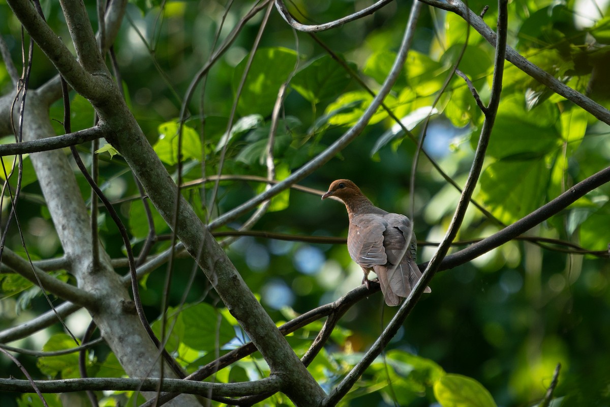 Andaman Cuckoo-Dove - ML616579882