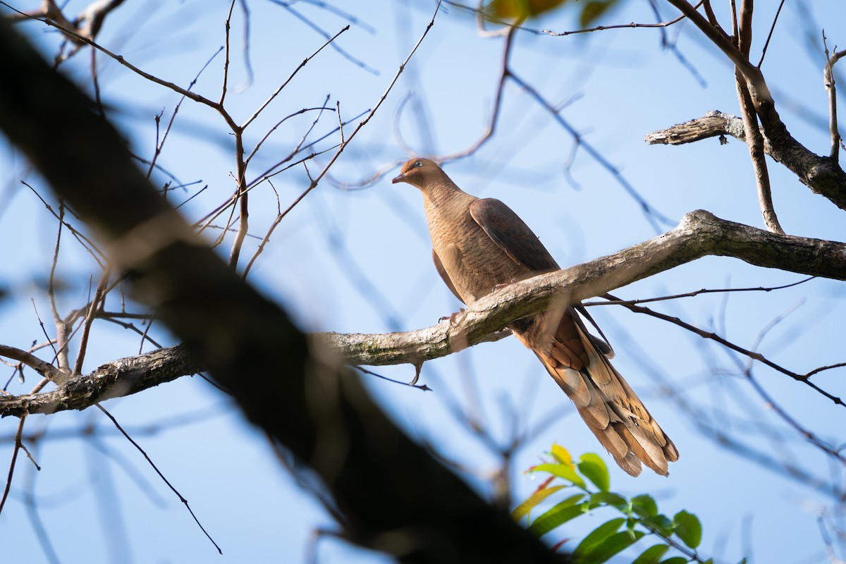Andaman Cuckoo-Dove - Hrishikesh B