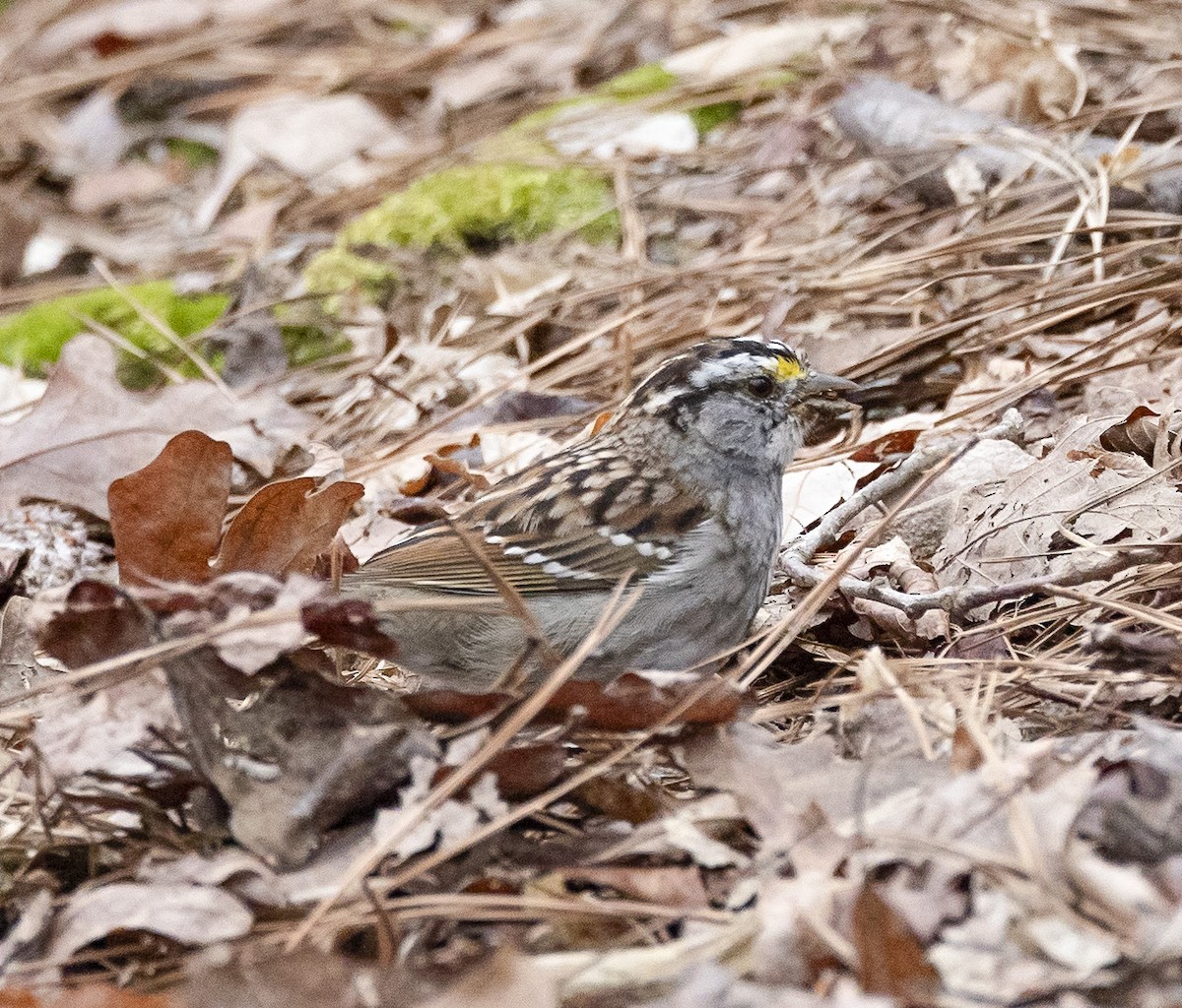 White-throated Sparrow - terry moore