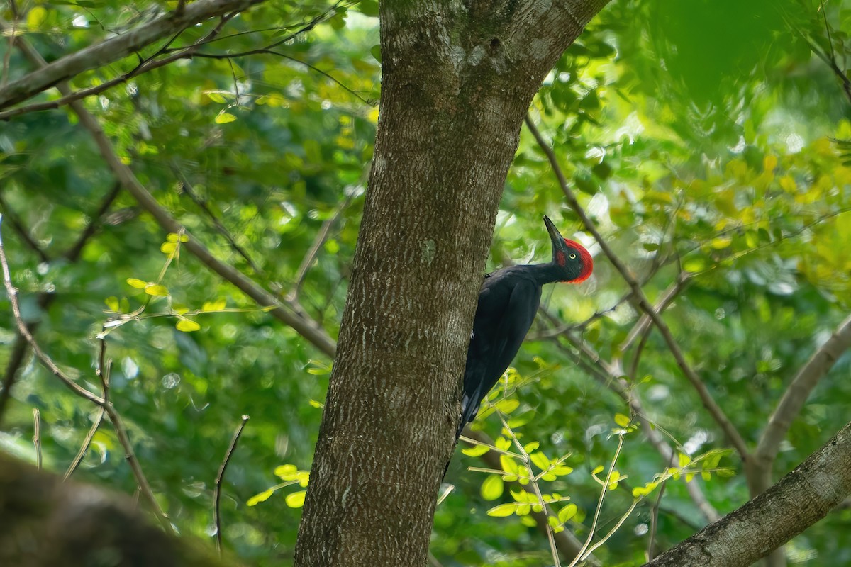 Andaman Woodpecker - ML616579914