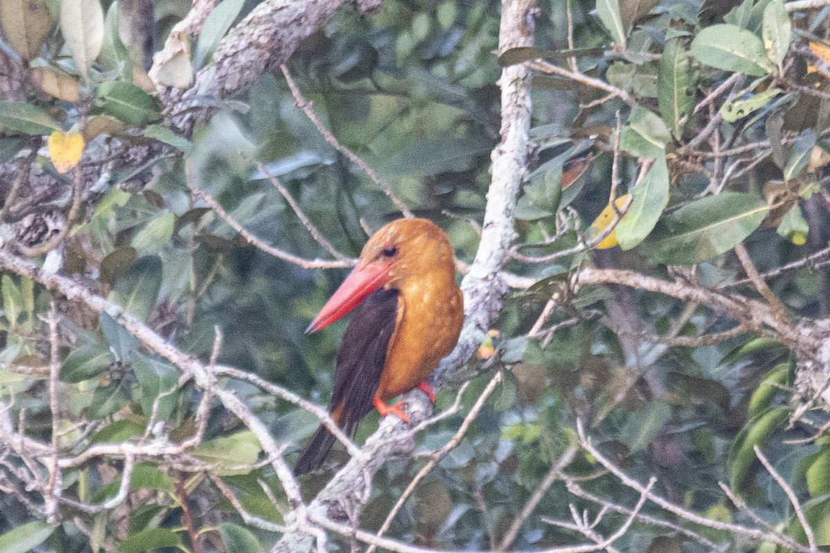 Brown-winged Kingfisher - Nazes Afroz
