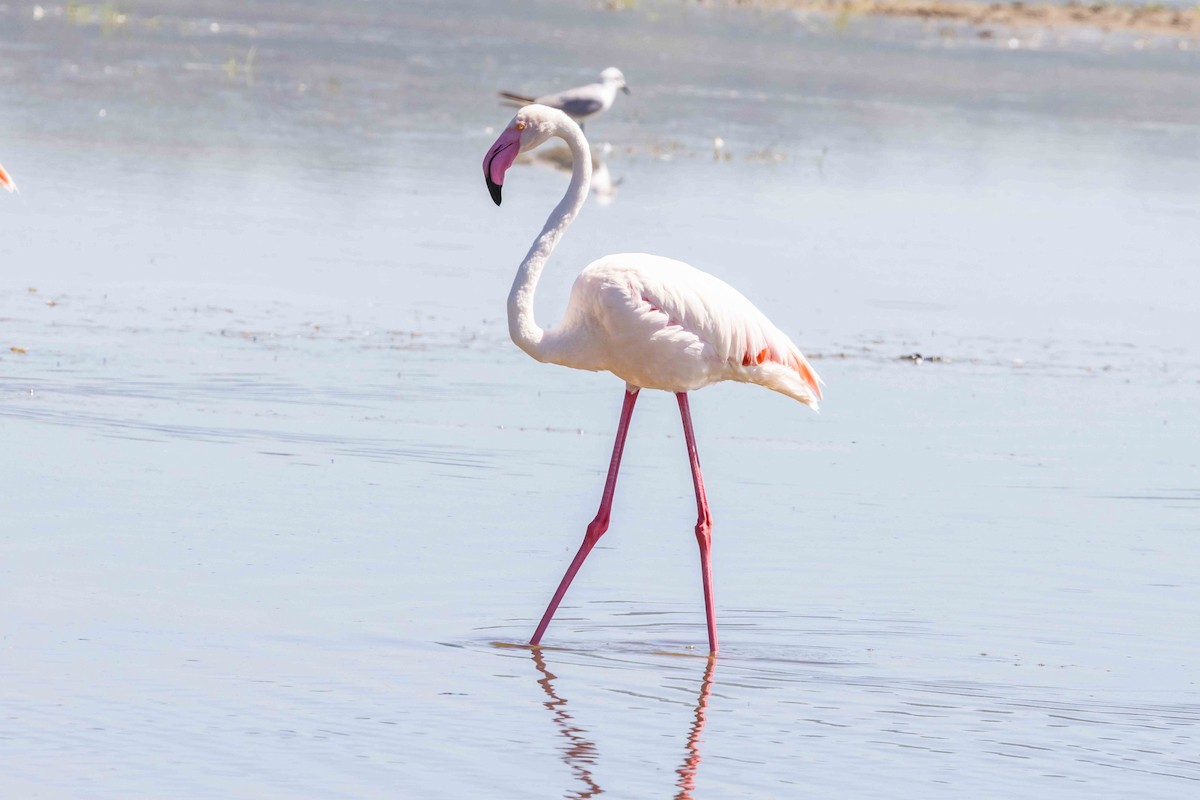 Greater Flamingo - Linda Rudolph
