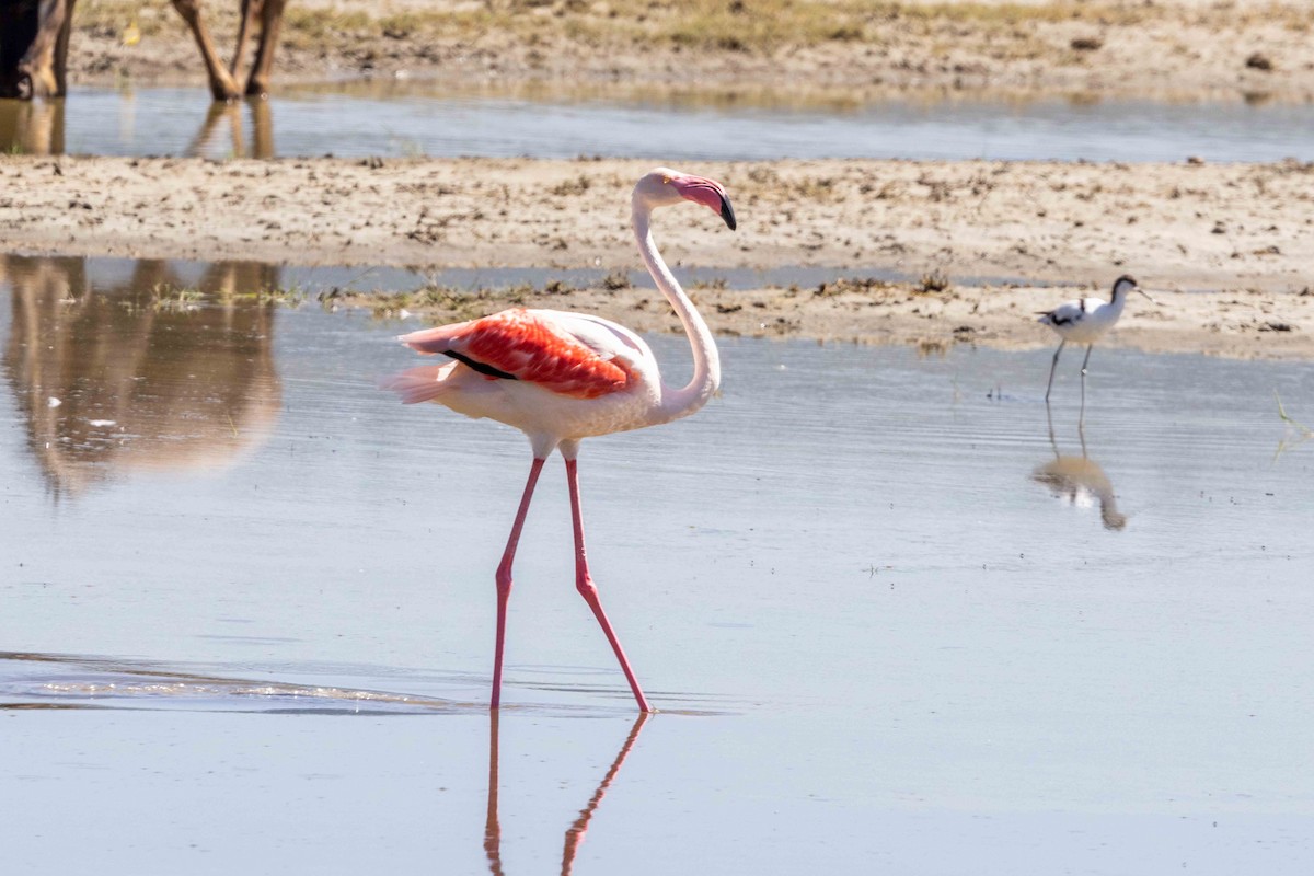 Greater Flamingo - Linda Rudolph
