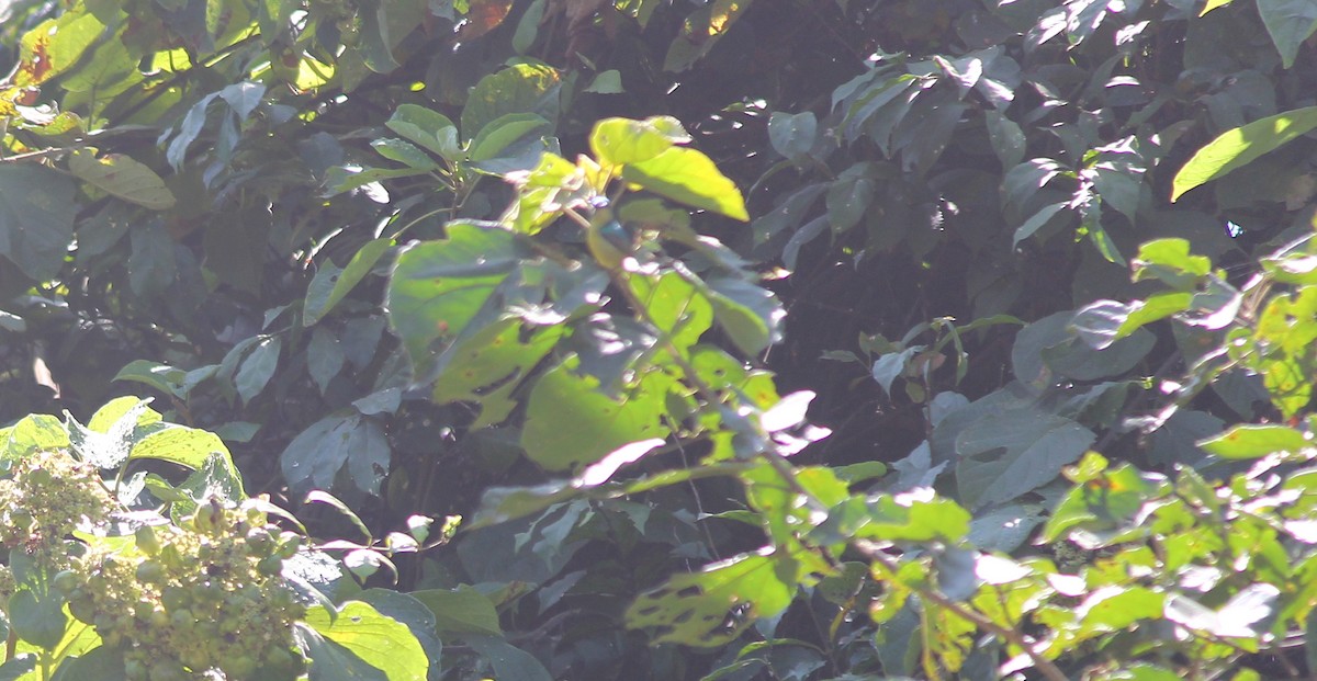 Variable Sunbird - Marsh Alphonso